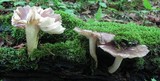 Megacollybia rodmanii image