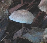 Pluteus longistriatus image