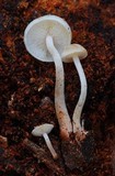 Collybia bakerensis image