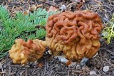 Gyromitra montana image