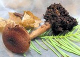 Inocybe stellatospora image