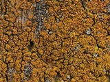 Xanthoria fulva image