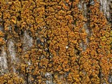 Xanthoria fulva image