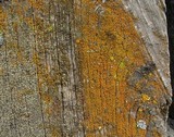 Xanthoria fulva image