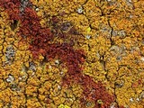 Xanthoria fulva image
