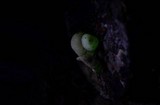 Mycena chlorophos image