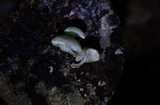 Mycena chlorophos image