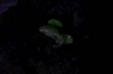 Mycena chlorophos image