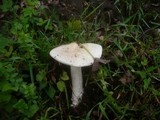 Amanita lividopallescens image