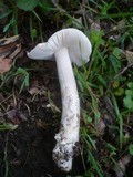 Amanita lividopallescens image