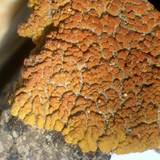 Caloplaca trachyphylla image