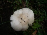 Amanita lividopallescens image