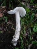 Amanita lividopallescens image
