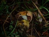 Boletus luridus image