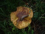 Boletus luridus image