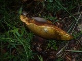 Boletus luridus image