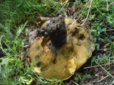 Boletus luridus image