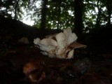 Gymnopus hariolorum image