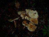 Gymnopus hariolorum image