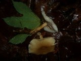 Gymnopus hariolorum image
