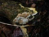 Coriolopsis gallica image