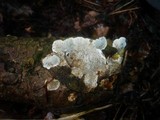 Coriolopsis gallica image