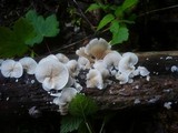 Crepidotus autochthonus image
