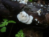 Crepidotus autochthonus image
