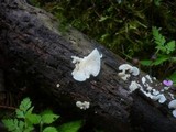Crepidotus autochthonus image