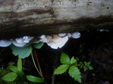 Crepidotus autochthonus image