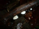 Crepidotus cesatii image