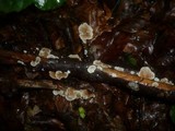Crepidotus variabilis image