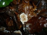 Crepidotus variabilis image