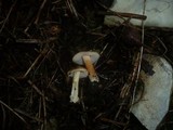 Inocybe godeyi image