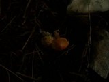 Inocybe godeyi image