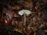 Mycena pura image