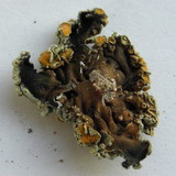 Rhizoplaca chrysoleuca image