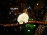 Polyporus alveolaris image