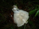 Russula delica image