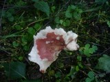 Russula exalbicans image