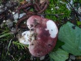 Russula exalbicans image