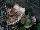 Russula exalbicans image