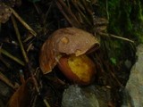 Boletus erythropus image