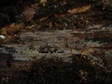 Basidioradulum tuberculatum image