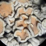 Rhizoplaca chrysoleuca image