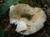Russula delica image