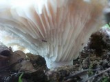 Russula delica image