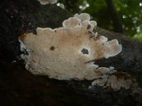 Steccherinum ochraceum image