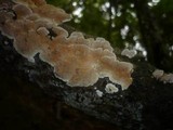 Steccherinum ochraceum image