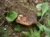 Boletus chrysenteron image